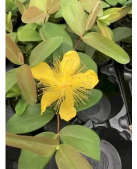 St. John's Wort